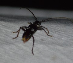 Elaphidion mimeticum