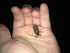 Polyphylla variolosa