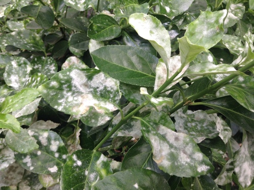 Spindletree powdery mildew