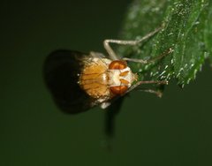 Lauxaniidae