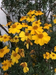 Tagetes lemmonii