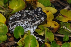 Cape Sand Frog photo 3