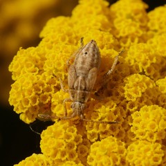 Stictopleurus abutilon