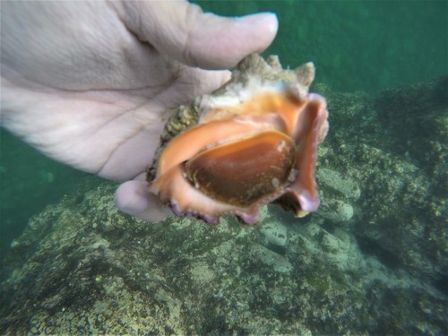 Neorapana muricata