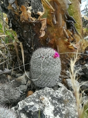 Mammillaria haageana