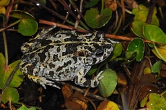 Vandijkophrynus angusticeps