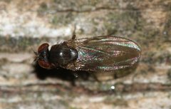 Drosophilidae