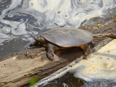 Apalone spinifera spinifera