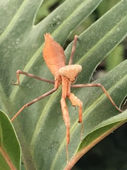 Mantidae