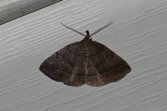 Zanclognatha obscuripennis