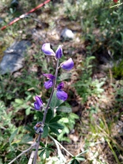 Lupinus caballoanus