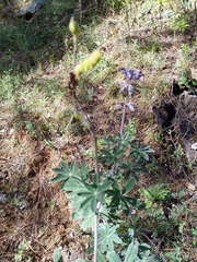 Lupinus caballoanus