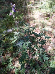 Lupinus caballoanus
