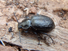 Adelium pustulosum