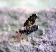 Trypetisoma sticticum