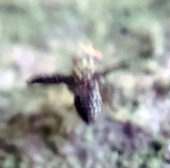 Trypetisoma sticticum