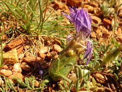 Carthamus mitissimus