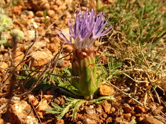 Carthamus mitissimus