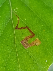 Stigmella tityrella