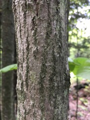 Amelanchier arborea arborea