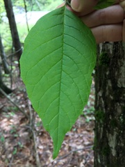Amelanchier arborea arborea