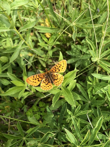 Pacific Fritillary photo 5