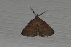 Zanclognatha protumnusalis