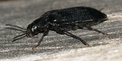 Melandrya caraboides