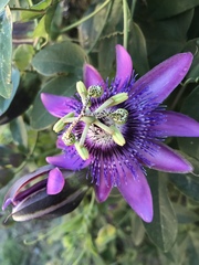 Passiflora amethystina × caerulea