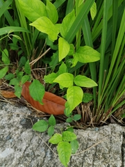 Centrosema pubescens