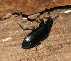 Melandrya caraboides