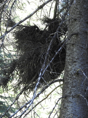 Arceuthobium douglasii