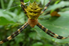 Argiope flavipalpis