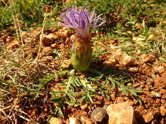 Carthamus mitissimus