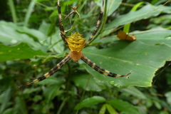 Argiope flavipalpis