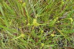 Carex cryptolepis