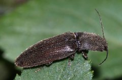 Athous haemorrhoidalis