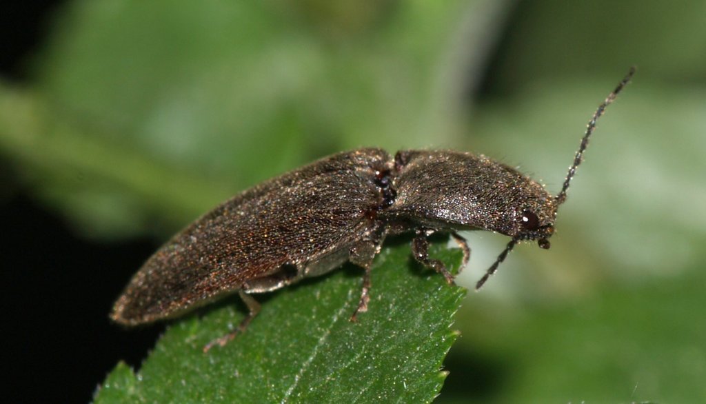 common brown click beetle