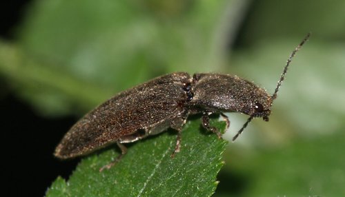 Rusvapilvis laukaspragšis nuotrauka