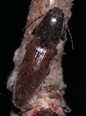 Athous haemorrhoidalis