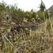 Hierochloe alpina - Photo (c) jozien, algunos derechos reservados (CC BY-NC), subido por jozien