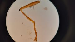 Platycheirus scambus