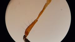 Platycheirus scambus