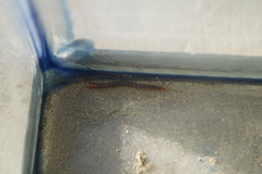 Scolopendra polymorpha