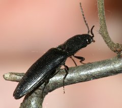 Ectinus aterrimus