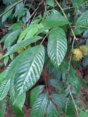 Rinorea anguifera