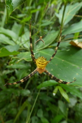 Argiope flavipalpis