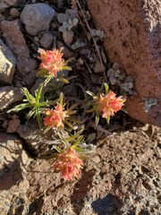 Castilleja arachnoidea