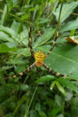 Argiope flavipalpis