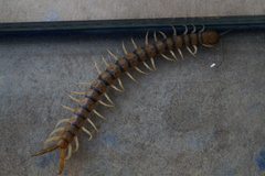 Scolopendra polymorpha